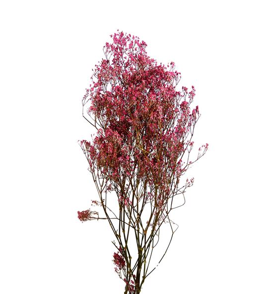 Gypsophila seco rosa claro - GYPSECROSCLA
