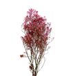 Gypsophila seco rosa claro - GYPSECROSCLA