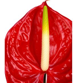 Anth tropical x20 - ANTTRO
