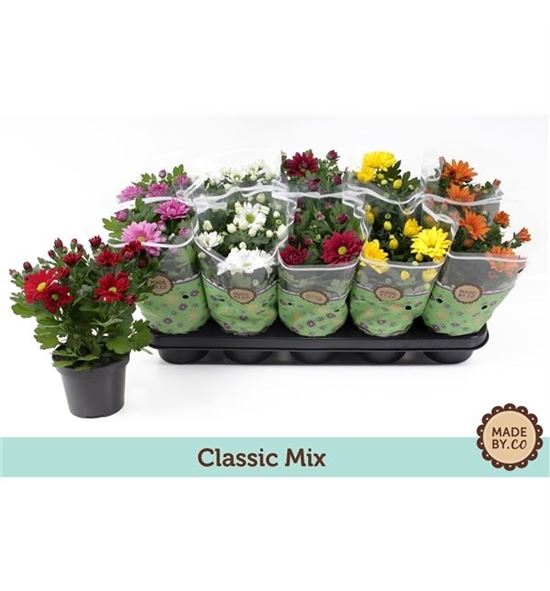 Pl. crisantemo mixto 5kl 25cm x10 - CRIMIX5101225