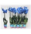 Pl. phalaenopsis azul 2t 70cm x10 - PHAAZU1012702