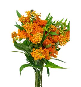 Asclepia tuberosa 35 - ASCTUB