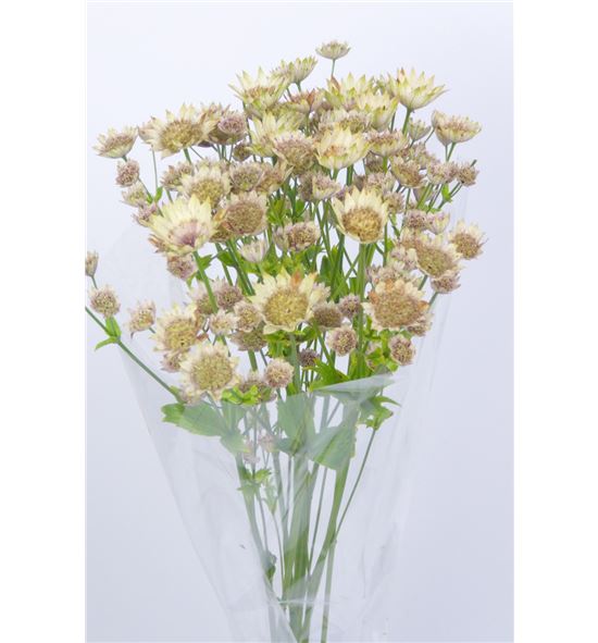 Astrantia major blanca 70 - ASTMAJBLA