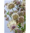 Astrantia major blanca 70 - ASTMAJBLA1