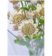 Astrantia major blanca 70 - ASTMAJBLA2