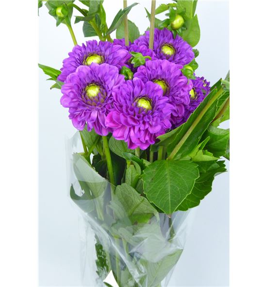 Dahlia ball purple 50 - DAHBALPUR