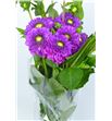 Dahlia ball purple 50 - DAHBALPUR