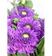 Dahlia ball purple 50 - DAHBALPUR1