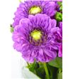 Dahlia ball purple 50 - DAHBALPUR2