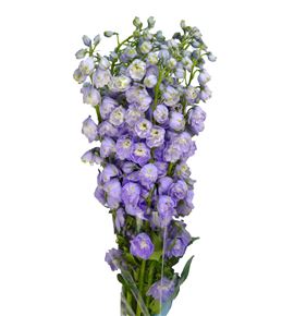 Delph magic lavender 60 - DELMAGLAV