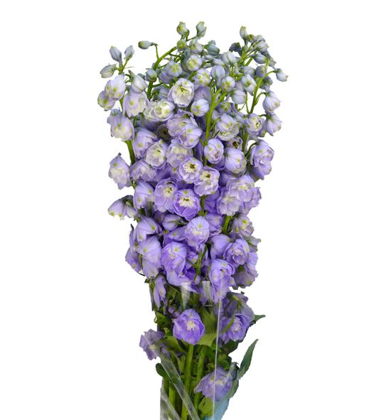 Delph magic lavender 60 - DELMAGLAV