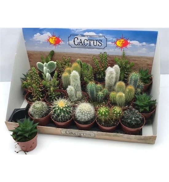 Pl. cactus mini mixto 12cm x24 - CACMMIX2450812