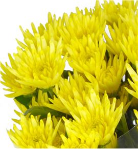 Marg hol delianne yellow - MANAAMA