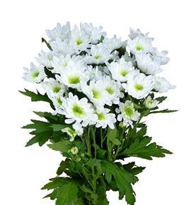 Marg hol radost blanca - MHRAD