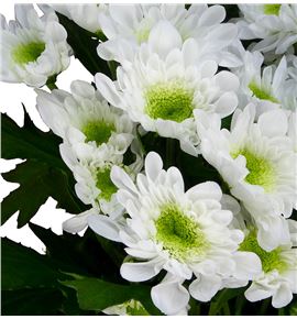 Marg hol radost blanca - MHRAD