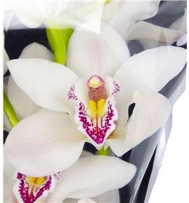 Cymbidium cascasde x9 - CYMBCAS