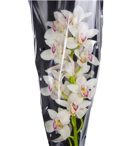 Cymbidium cascasde x9 - CYMBCAS