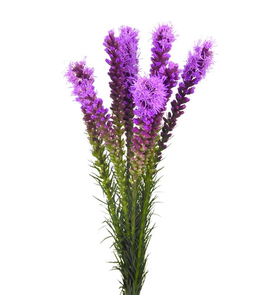 Liatrix spicata 80 - LIAMOR