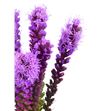 Liatrix spicata 80 - LIAMOR1