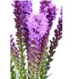 Liatrix spicata 80 - LIAMOR2