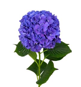 Hydr rodeo morado 60 - HYDRODMOR