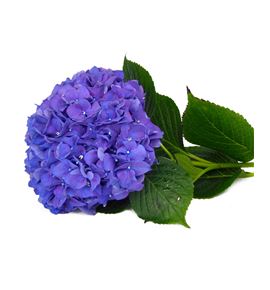 Hydr rodeo morado 60 - HYDRODMOR
