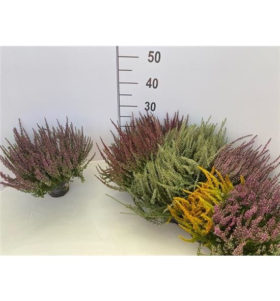 Pl. calluna garden 22cm x8 - CALGAR251222