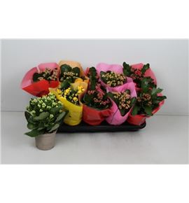 Pl. kalanchoe mixto 6kl 25cm x10 - KALMIX6101225
