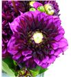 Dahlia dec lilac 45 - DAHDECLIL2