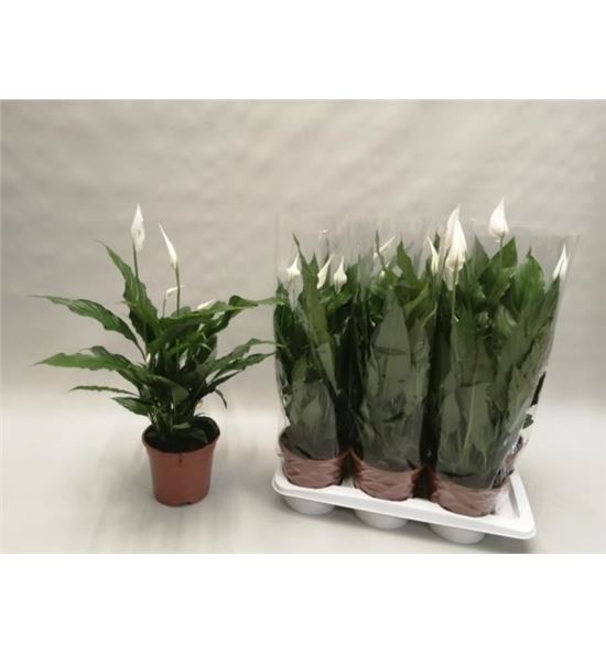 Pl. spathiphyllum sweet chico 65cm x6 - SPASWECHI61765