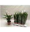 Pl. spathiphyllum sweet chico 65cm x6 - SPASWECHI61765