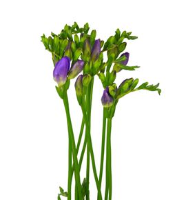 Fresia delta river 52 - FREDELRIV