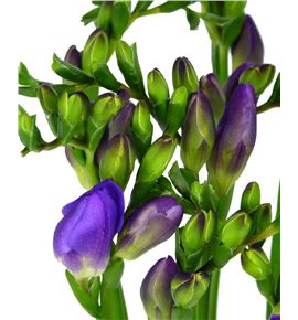 Fresia delta river 52 - FREDELRIV