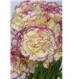 Clavel amarillo/morado - CLAAMAMOR2