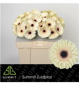 Gerbera eclair 50 x15 - GERECL50