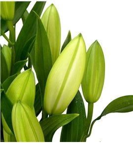 Lilium oriental hol santander 90 - LOHSAN