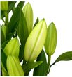 Lilium oriental hol santander 90 - LOHSAN1