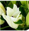 Lilium oriental hol santander 90 - LOHSIG2