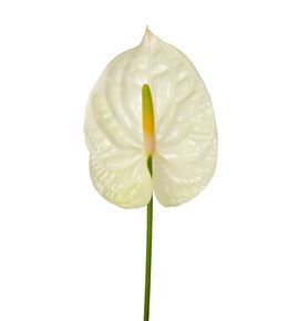 Anth champagne x16 - ANTCHA