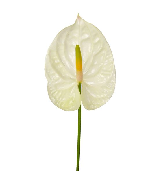 Anth champagne x16 - ANTCHA