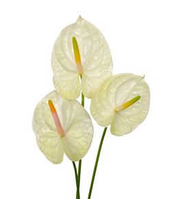 Anth champagne x16 - ANTCHA