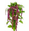 Amaranthus caud rosary 75 - AMACAUROS