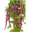 Amaranthus caud rosary 75 - AMACAUROS1