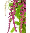 Amaranthus caud rosary 75 - AMACAUROS2