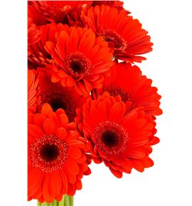 Gerb mini suri 50 - GERMSUR
