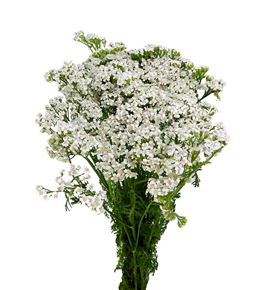 Achilea white beauty 70 - ACHWHIBEA
