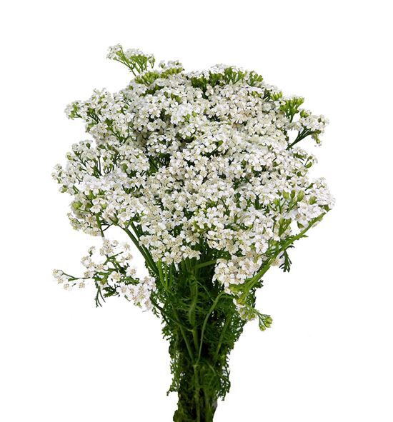 Achilea white beauty 70 - ACHWHIBEA