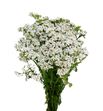 Achilea white beauty 70 - ACHWHIBEA