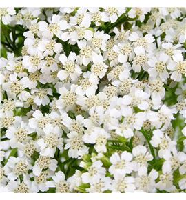Achilea white beauty 70 - ACHWHIBEA