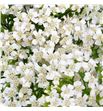 Achilea white beauty 70 - ACHWHIBEA1